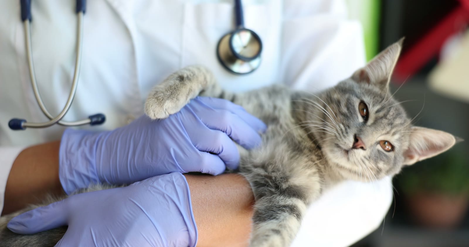 Veterinarian gently examining a calm cat at Eighth Avenue Animal Hospital